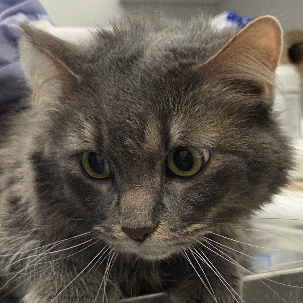 Suzette — thumbnail 2