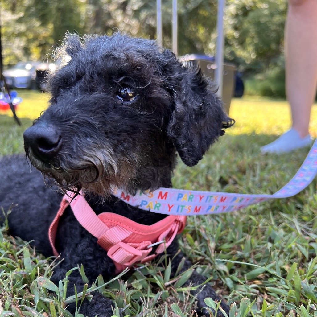 Willow (Whoopie), photo 5