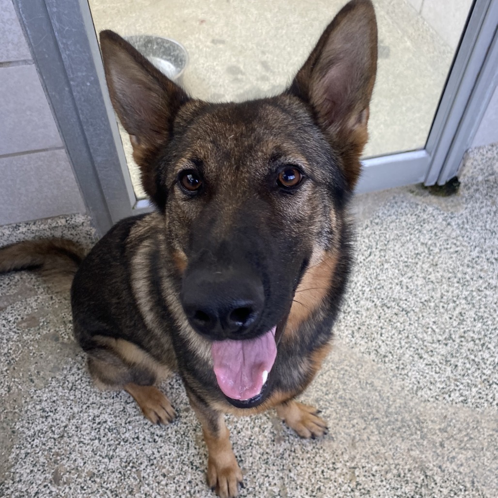 RILEY - Shepherd / German available for adoption