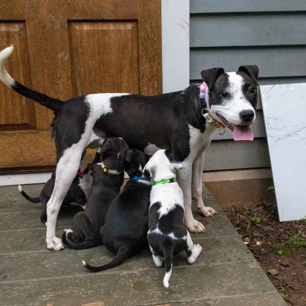 Dolly — thumbnail 5