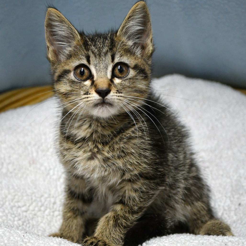 CRYPTINA - Domestic Shorthair available for adoption