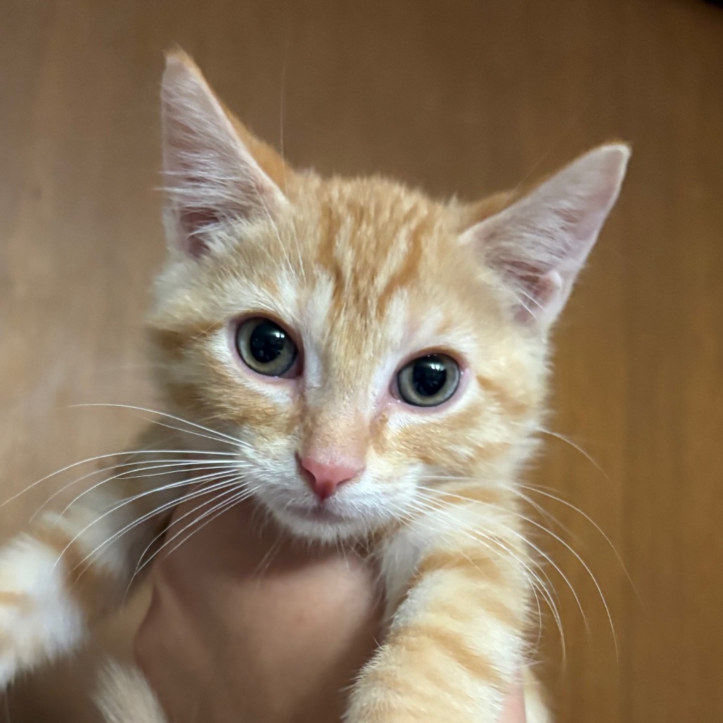 Theo, available for adoption