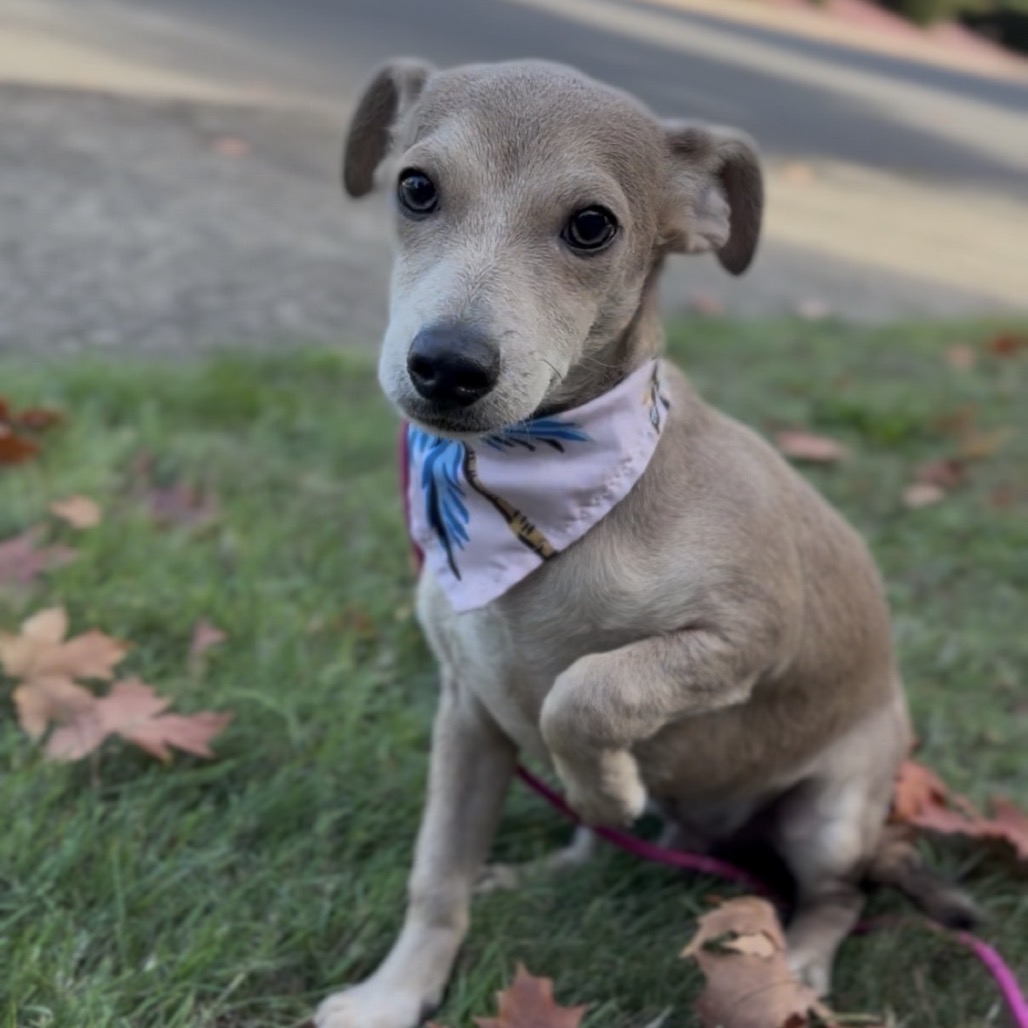 Biscuit, photo 8