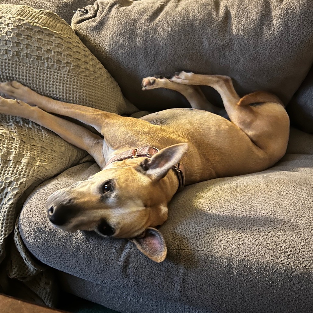Libby, photo 8