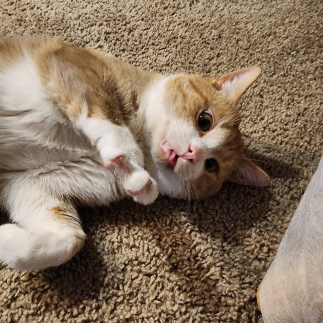 Photo of Heffalump 11