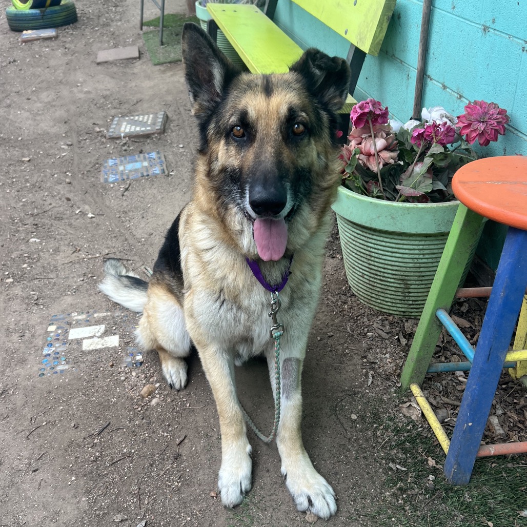 Aslan — thumbnail 9