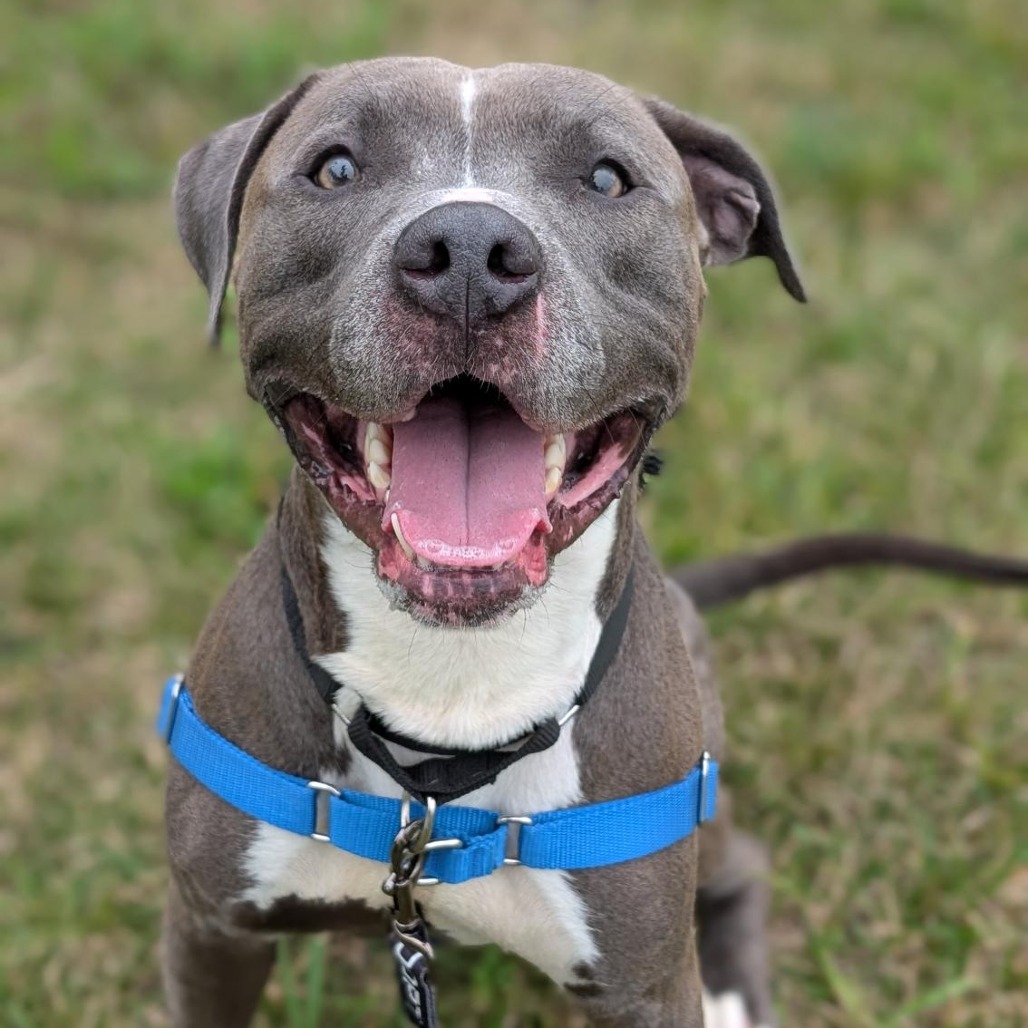 KOBE - Mixed Breed (Medium) available for adoption