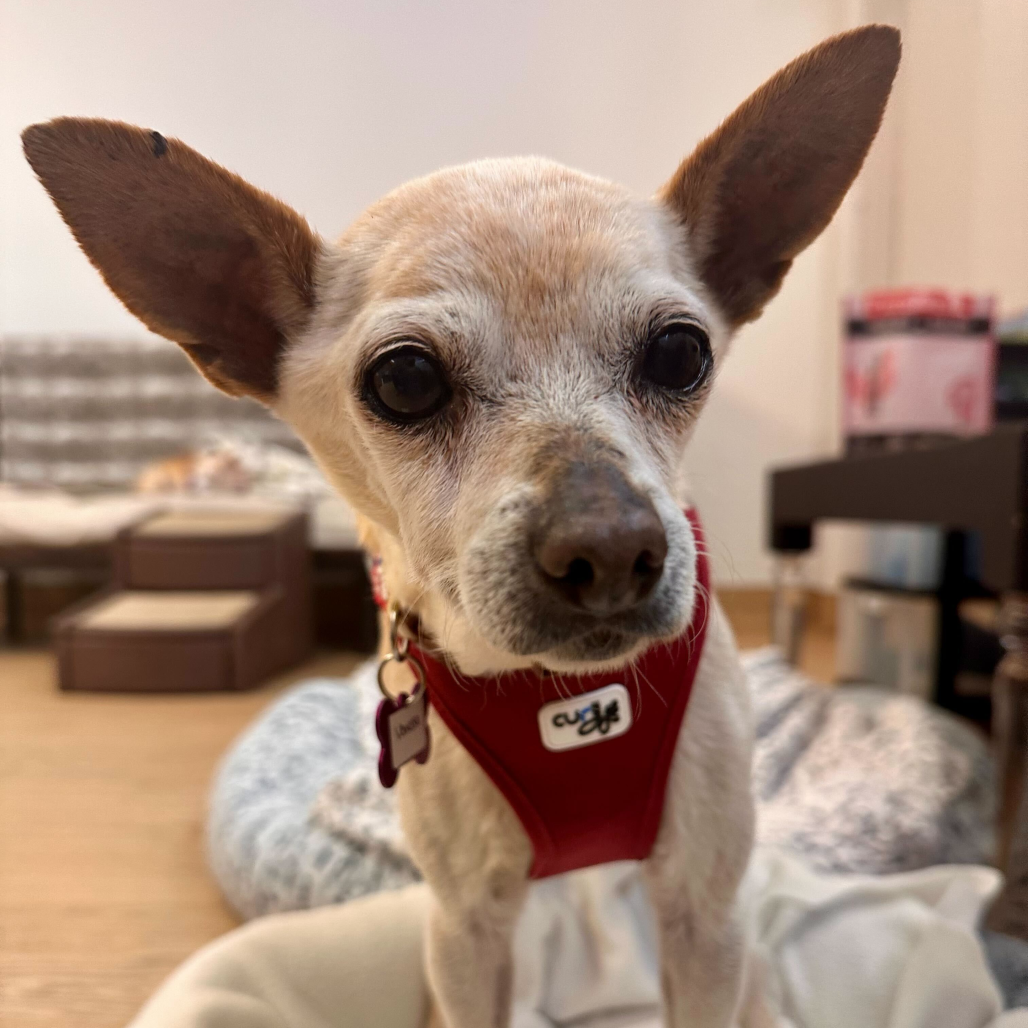 Vanessa 13799 — thumbnail 5