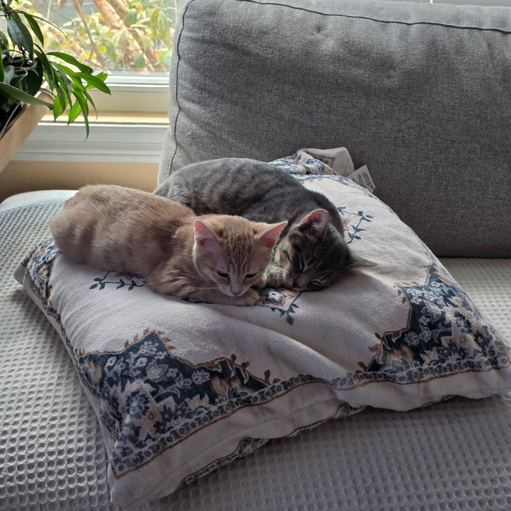 Piccolo, photo 4