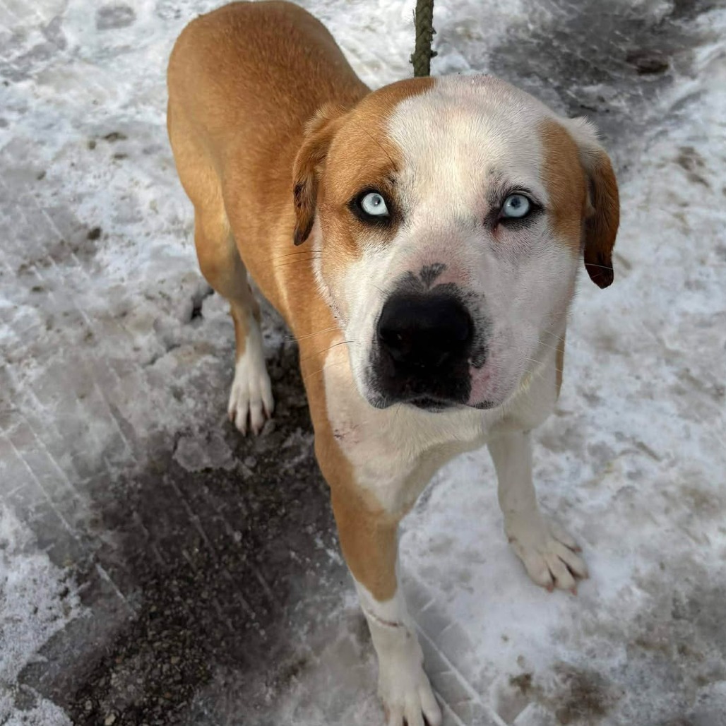 Frankie — thumbnail 2