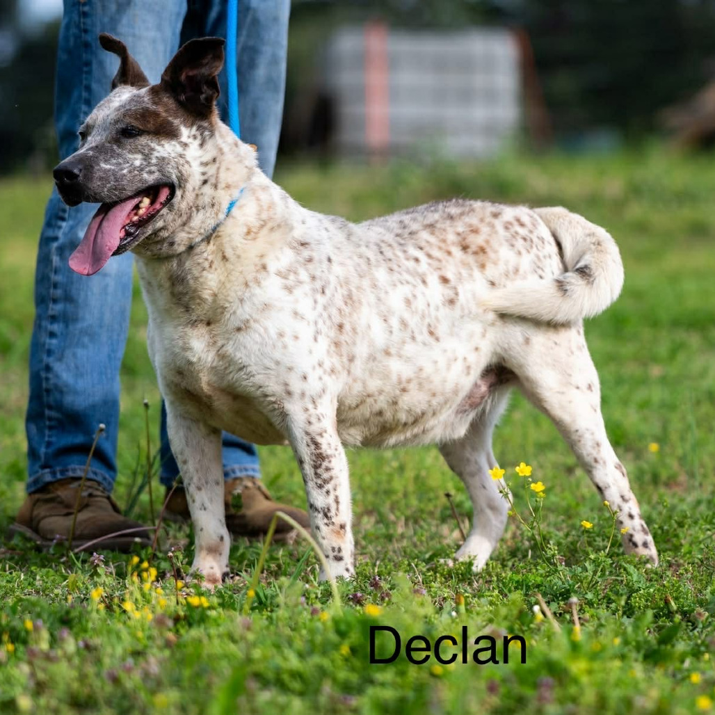 Declan, photo 2