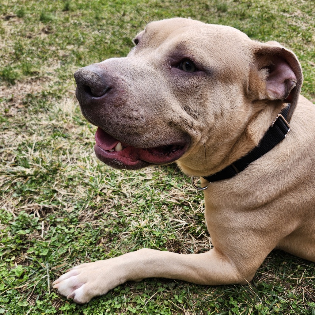 Langston — thumbnail 2