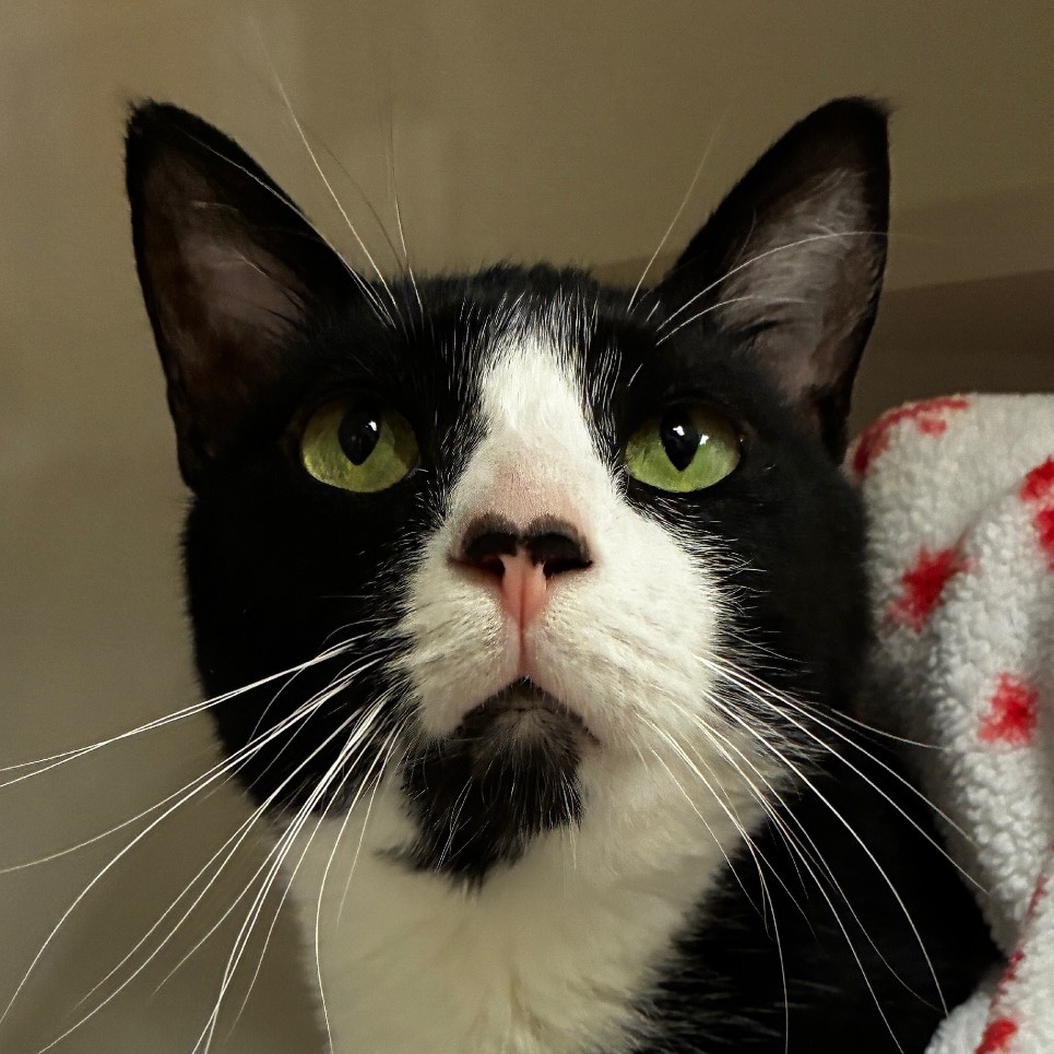 Stinky - Domestic Shorthair