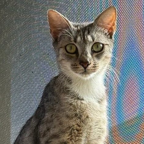 Glinda