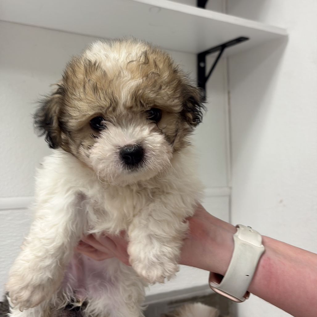 DOLLY - Shih Tzu available for adoption