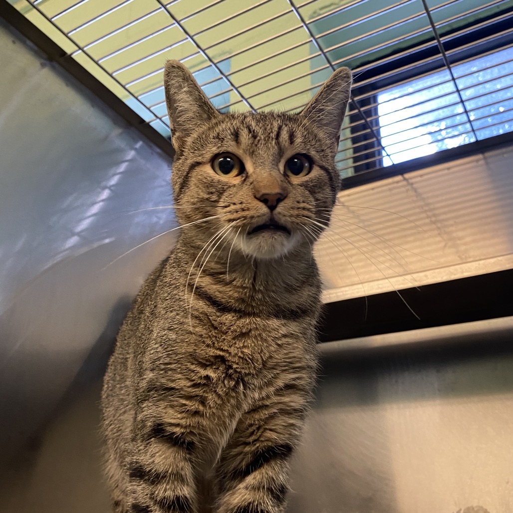 BEANIE - Domestic Shorthair available for adoption