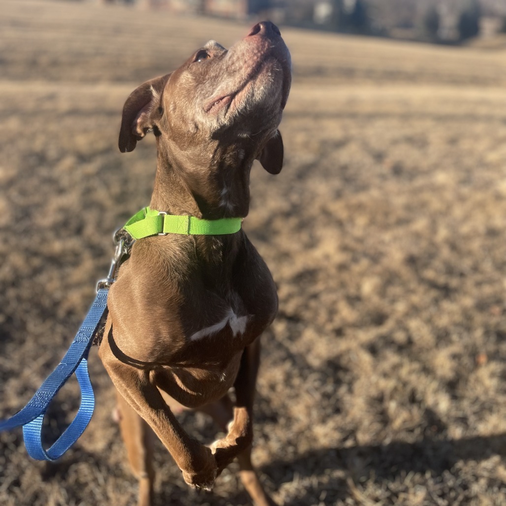 Butch, photo 11