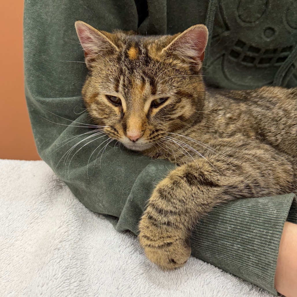 Velocity — thumbnail 3