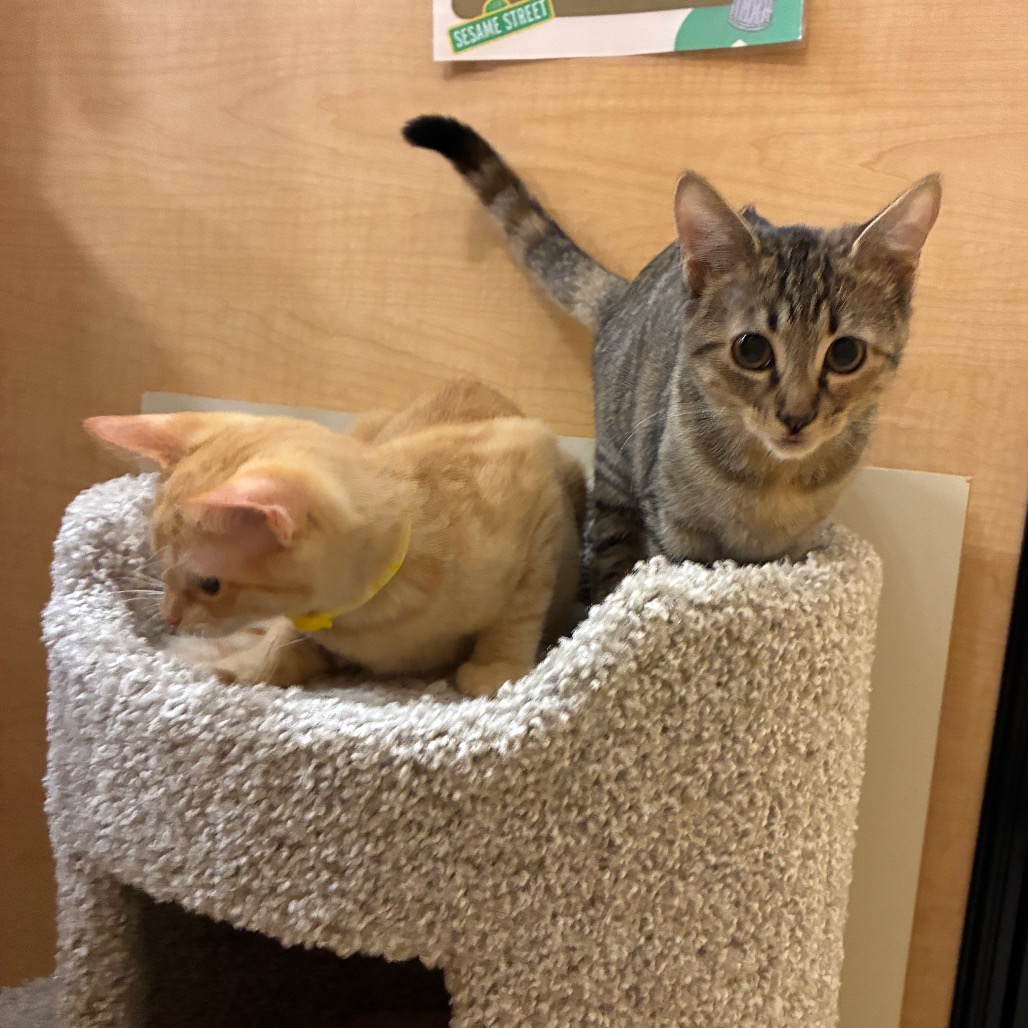 ABBY, photo 32