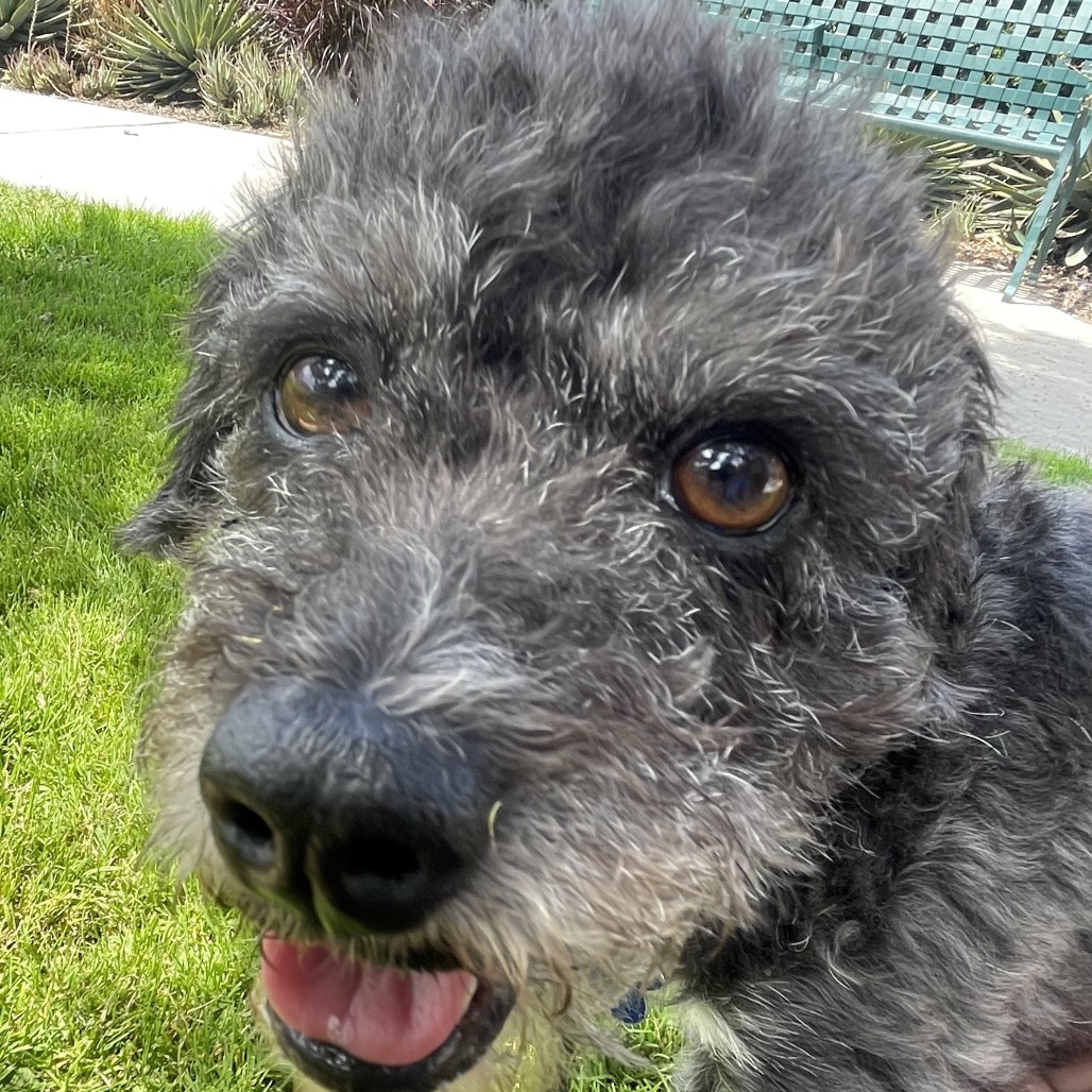 Twinkle (bonded with Star) - Costa Mesa Location, photo 20