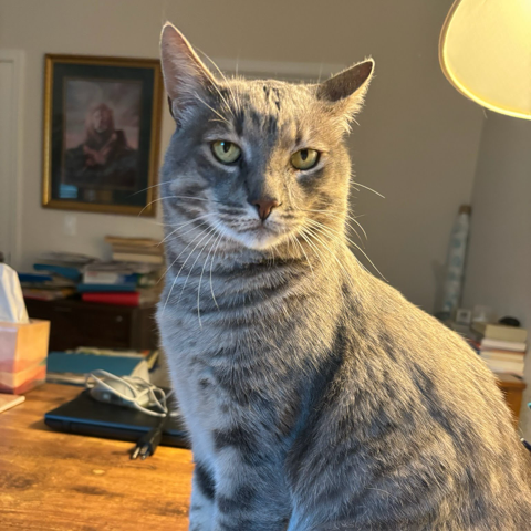 Animal namedThomasino