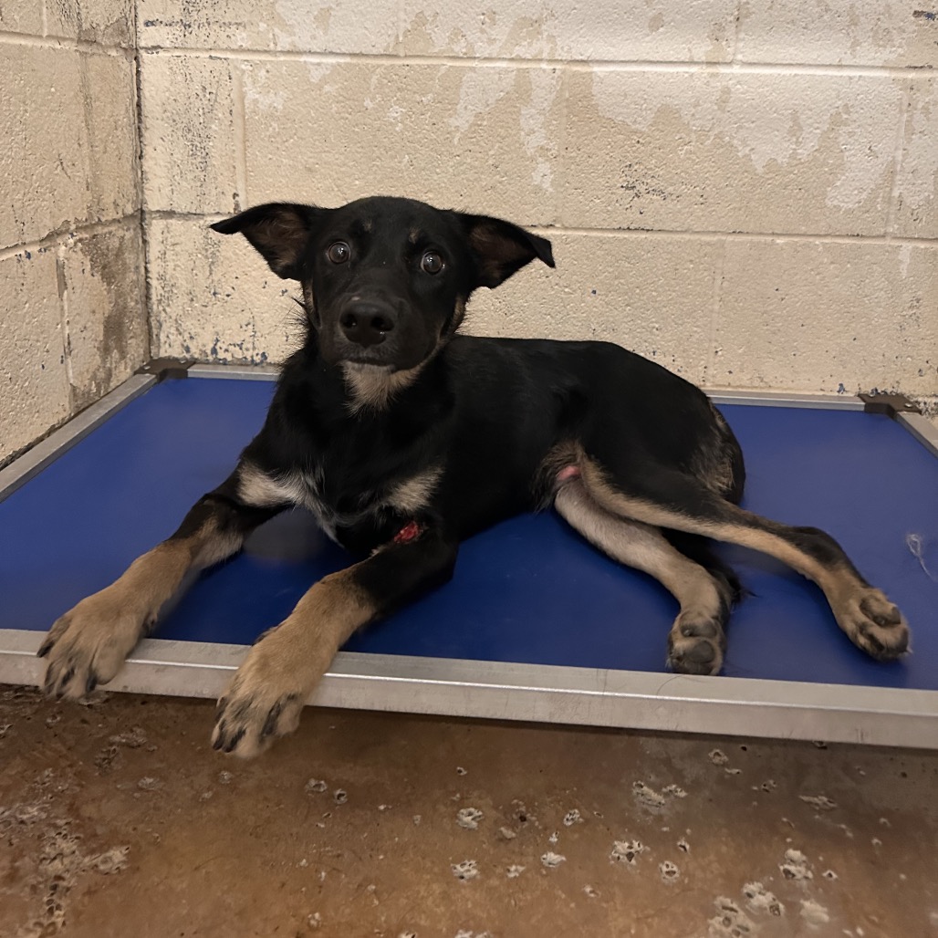 Larry, available for adoption at PVAS