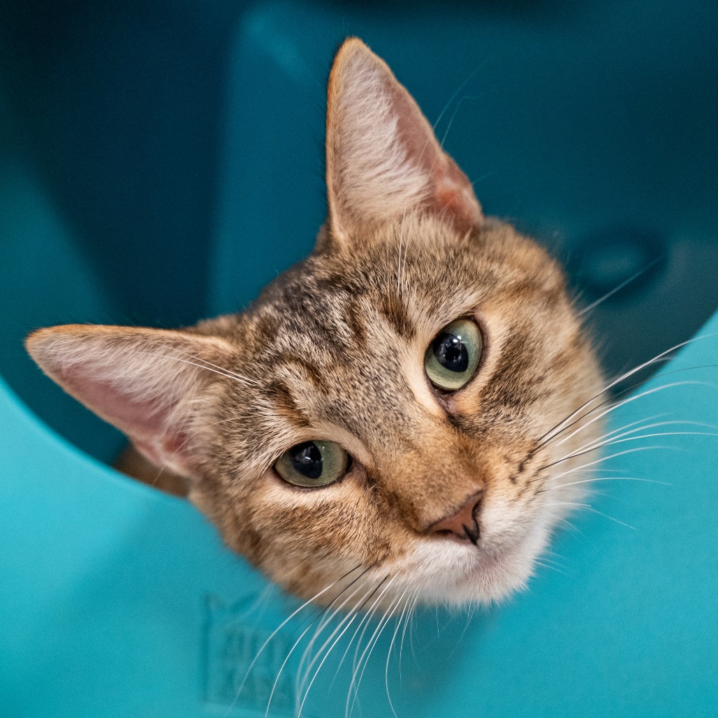 ICEBURGH - Domestic Shorthair available for adoption
