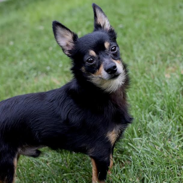 CHESTER - Mixed Breed (Small) / Chihuahua available for adoption