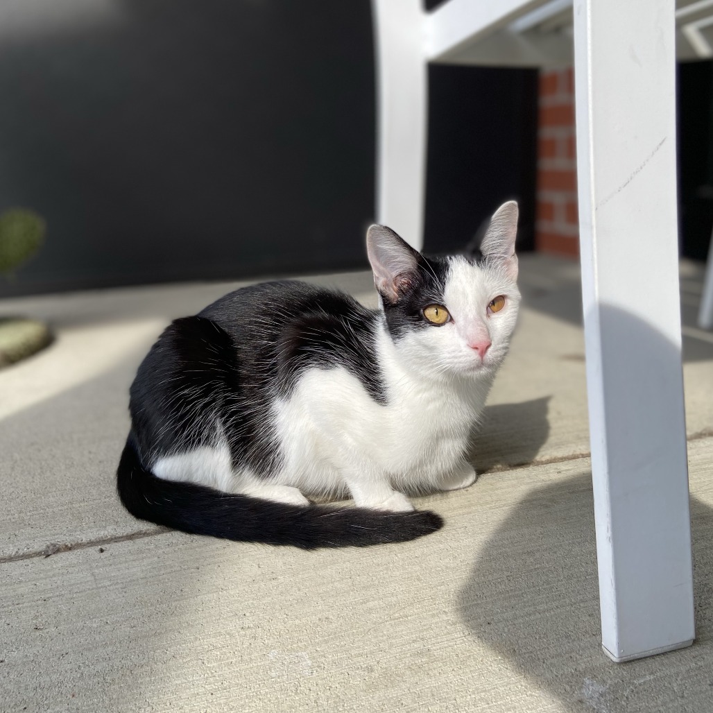 DAWN - Domestic Shorthair available for adoption