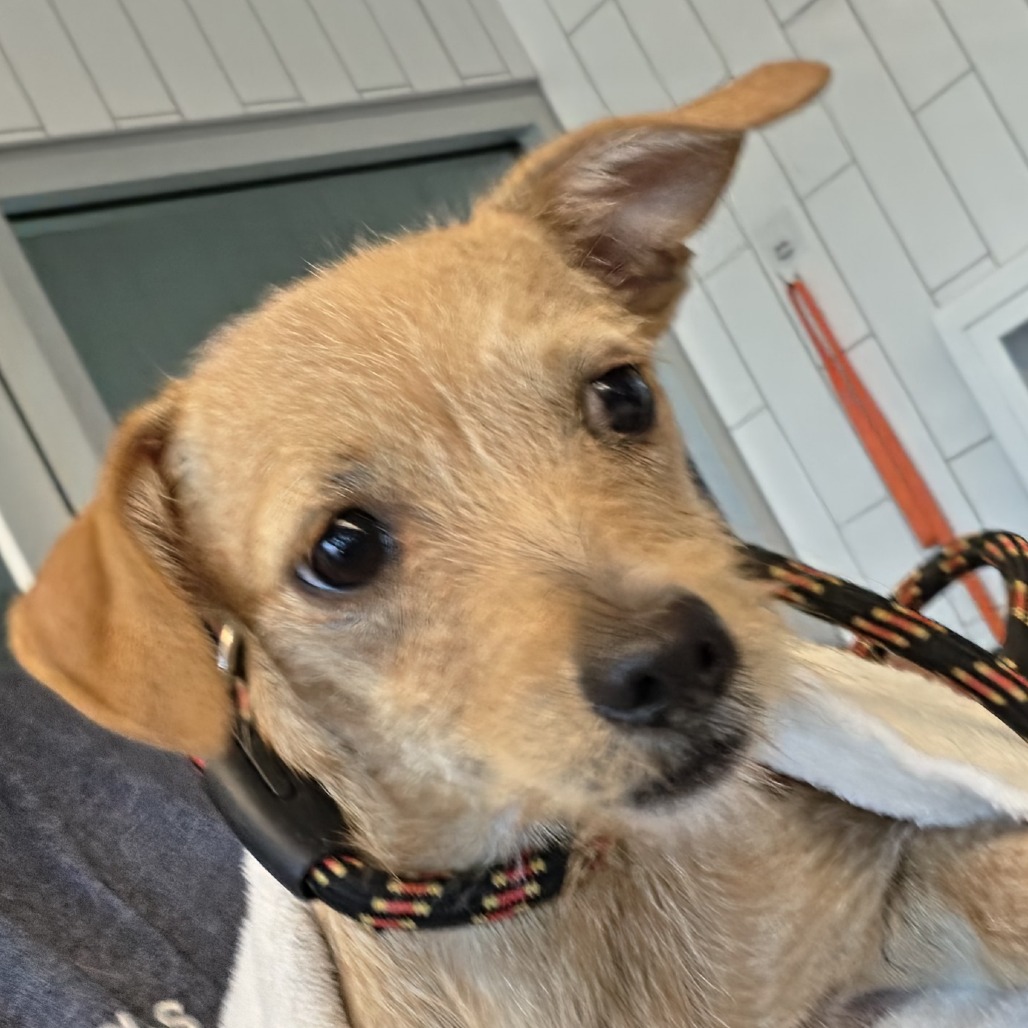Mixed Breed