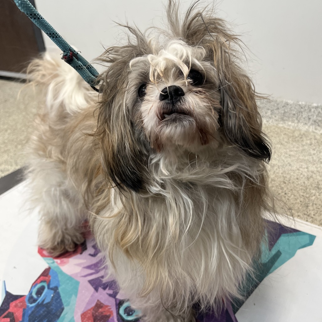 Princess Diana — thumbnail 2