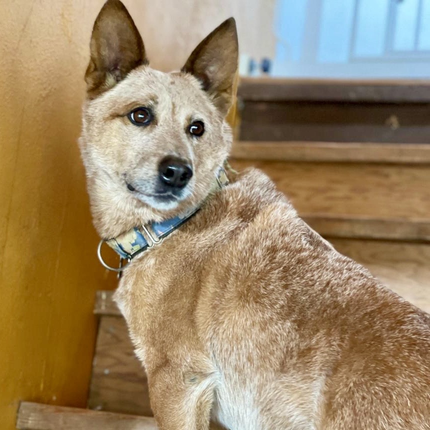 BANJO, photo 3