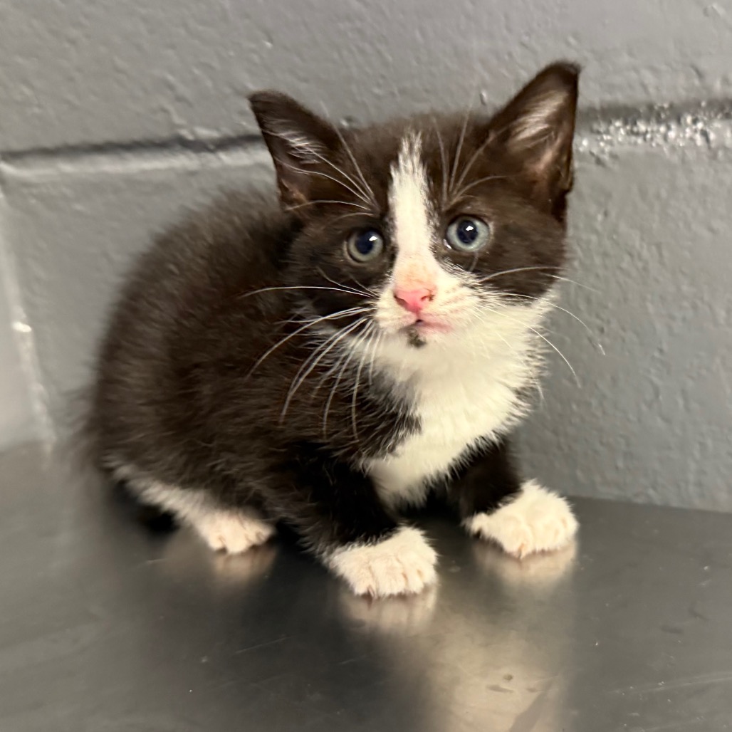 Tusc Stray 84177