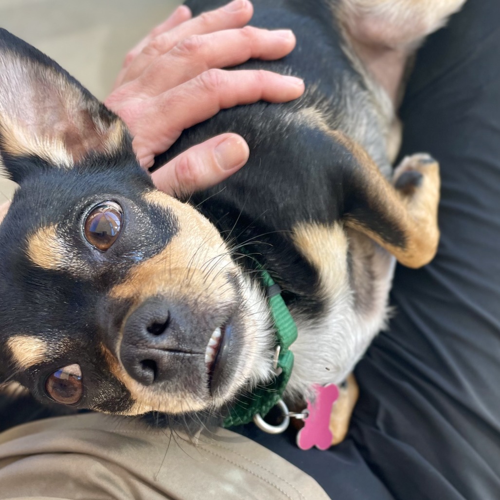 Gizmo is available for adoption at Alaqua Animal Refuge