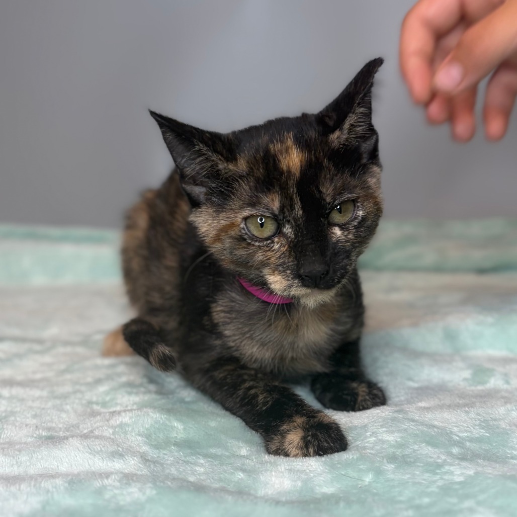 MARLEY - Domestic Shorthair available for adoption