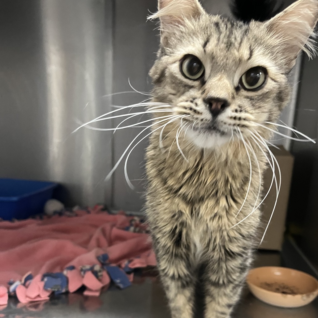 Pluto — thumbnail 7