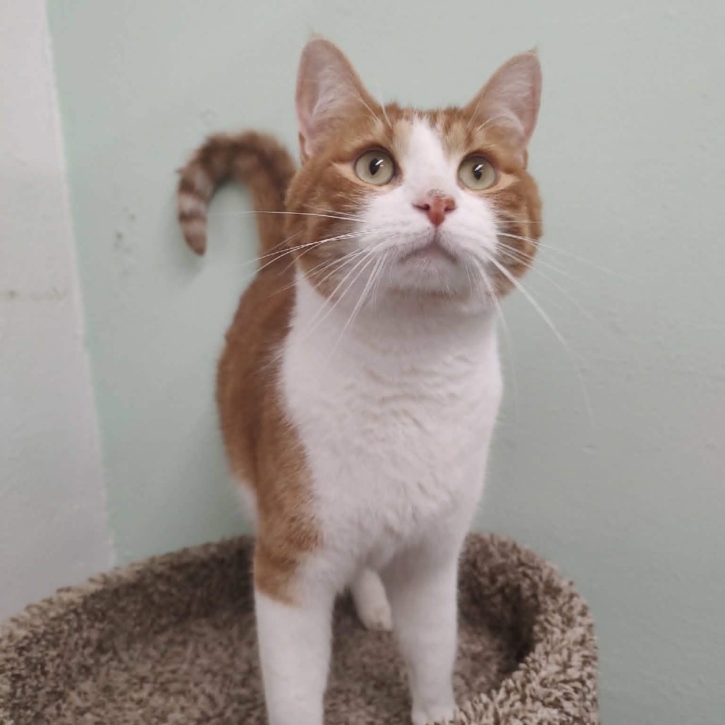 MISO - Domestic Shorthair for adoption in Las Cruces