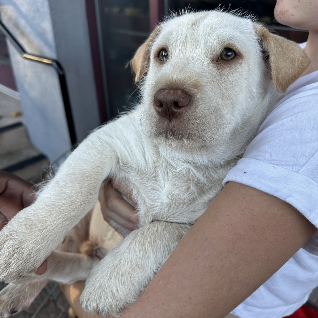 Peedee — thumbnail 2