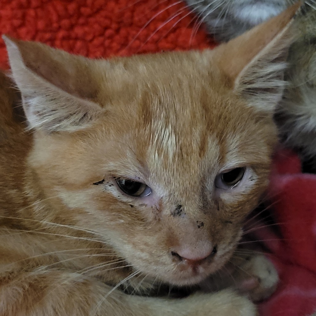 BASIL - Domestic Shorthair available for adoption