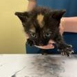 PUDDING - Domestic Shorthair available for adoption