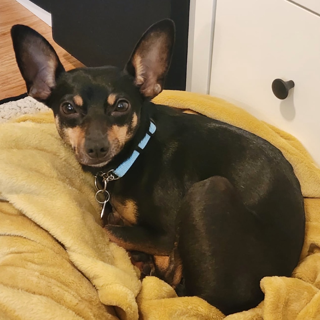 Fawn — thumbnail 2