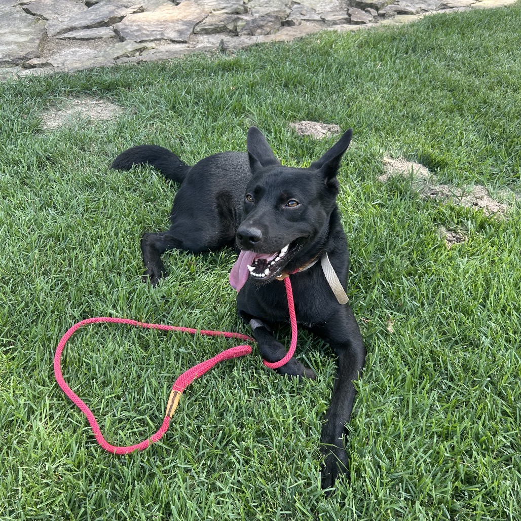 Jet, photo 27