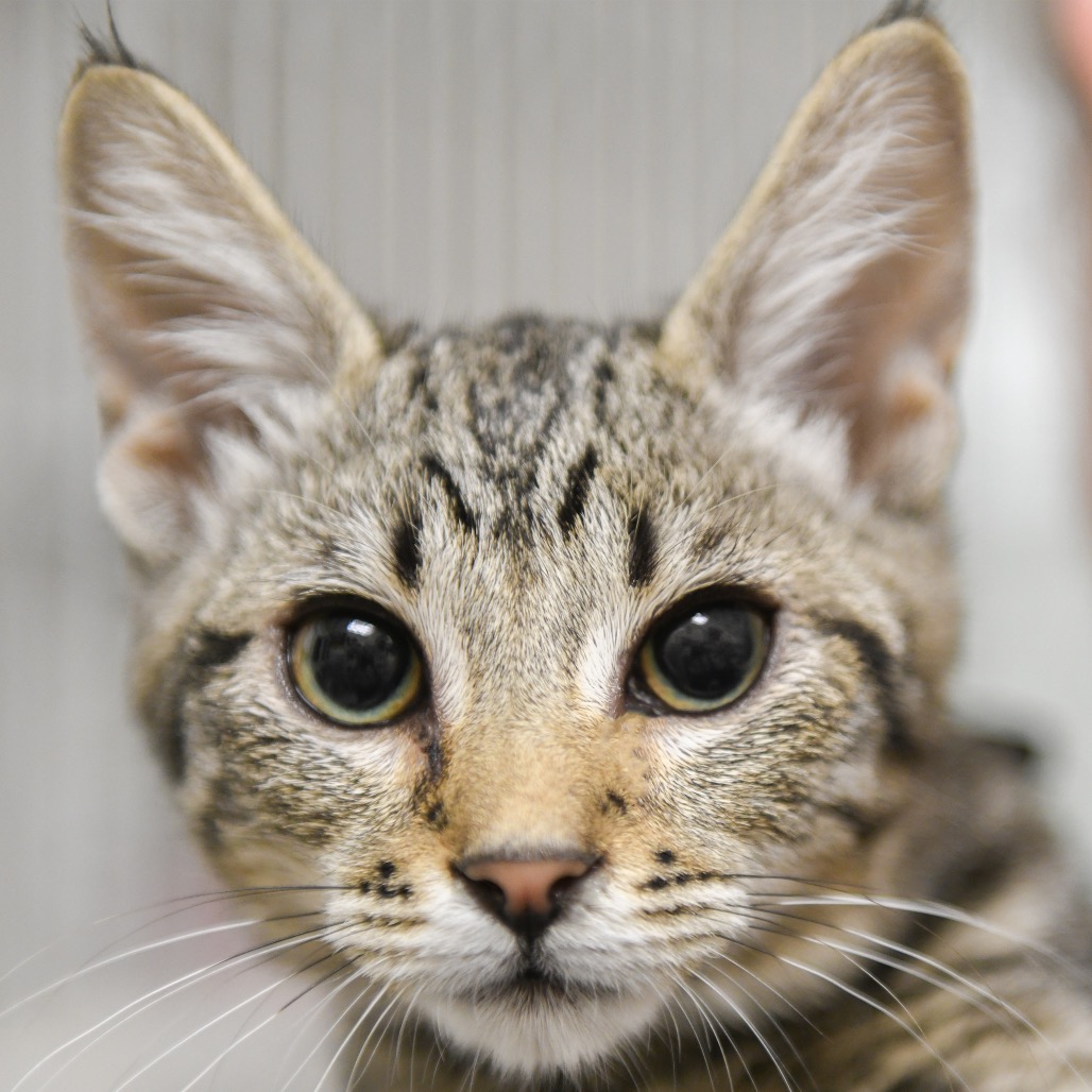 Tia - Domestic Shorthair