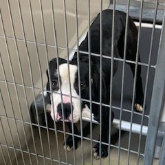 Kennel#3's preview photo