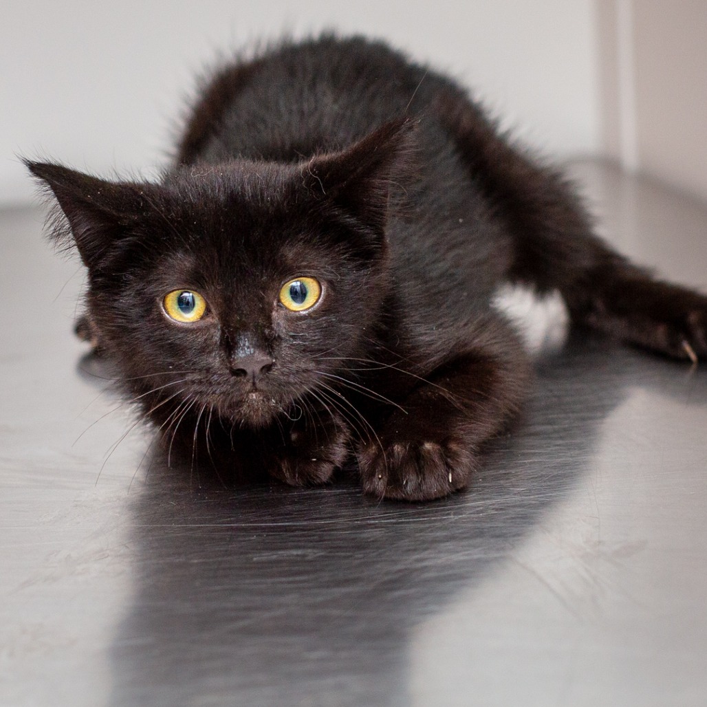 ETHEL CAINE - Domestic Shorthair available for adoption