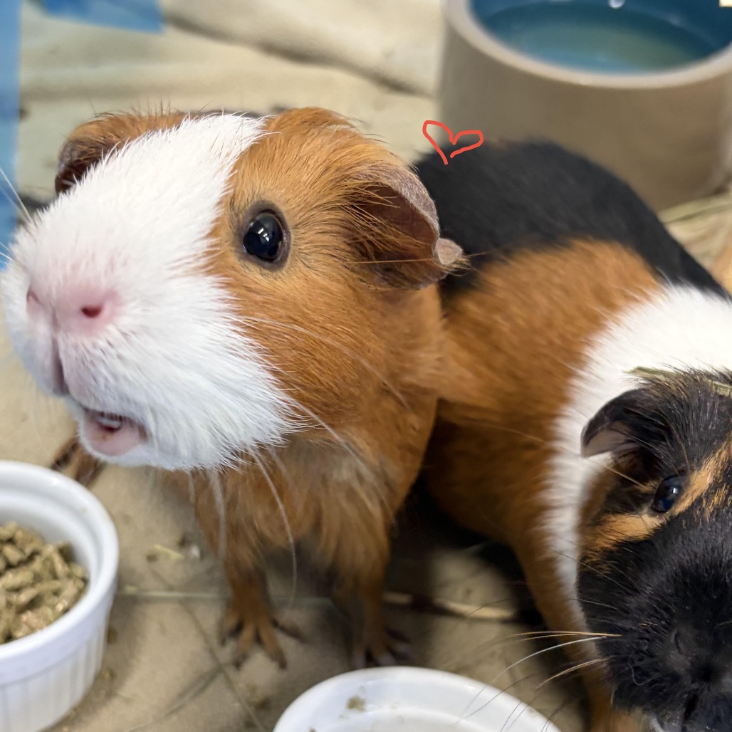 CINNAMON (AND COOKIE)