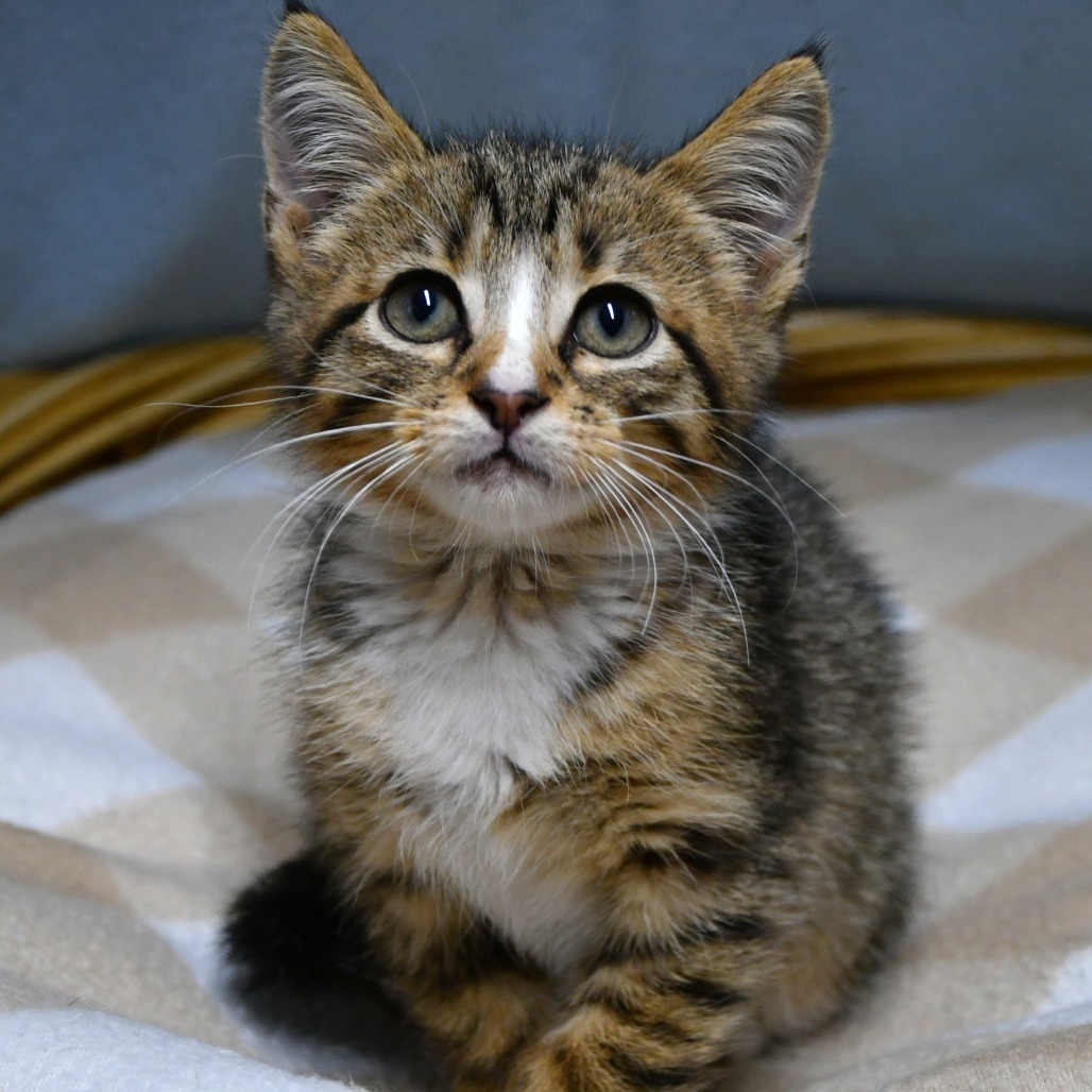HANK - Domestic Shorthair available for adoption