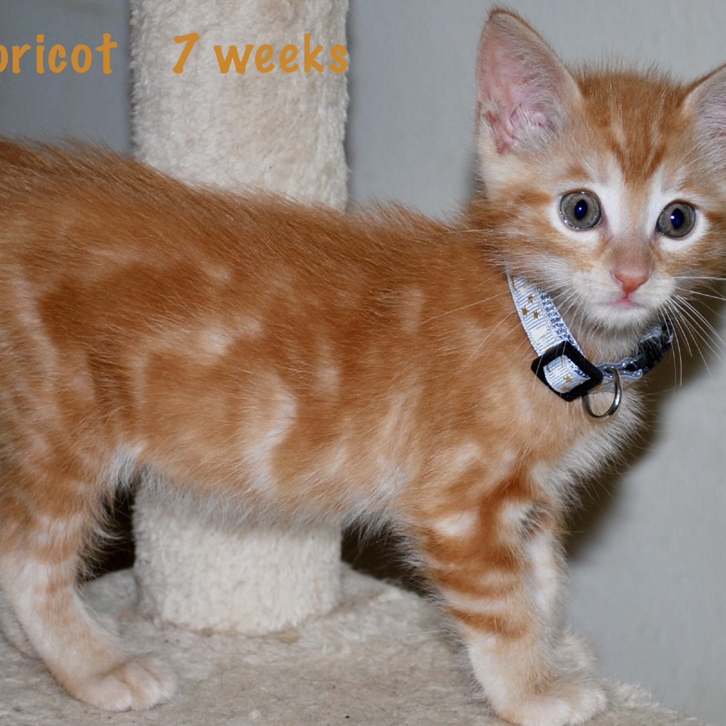 Apricot, photo 5
