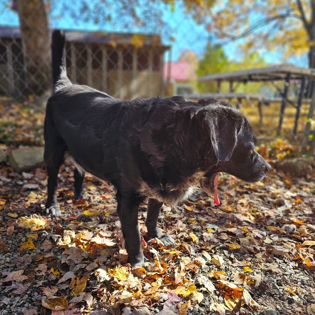 Dillon, photo 13