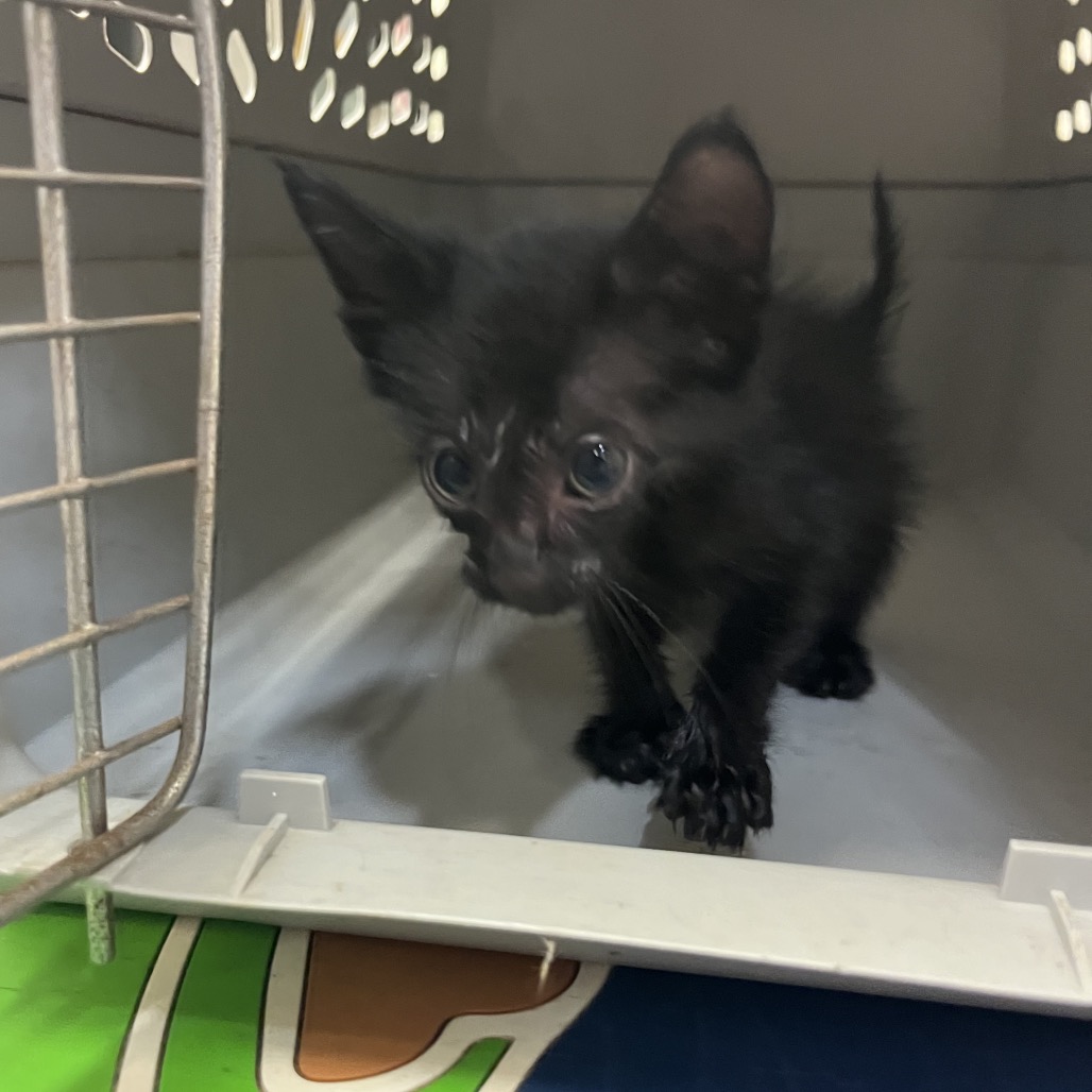Boba, an adoptable cat at SPCA-BC
